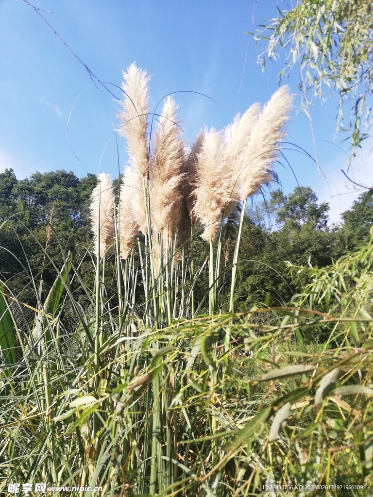 芒草