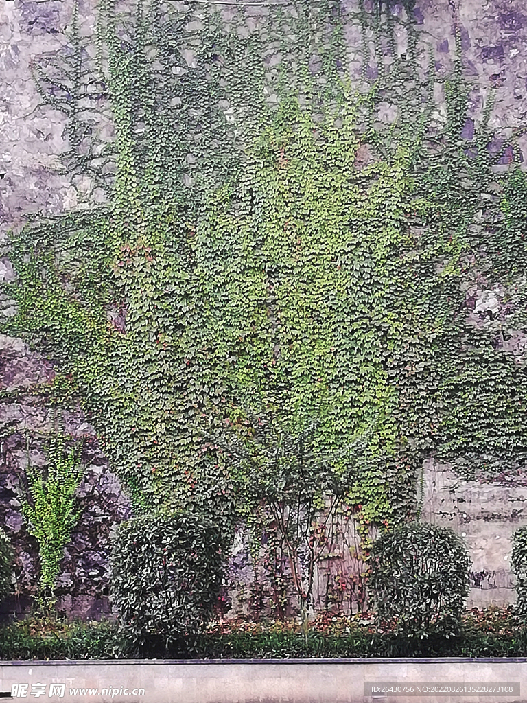 爬山虎藤蔓植物