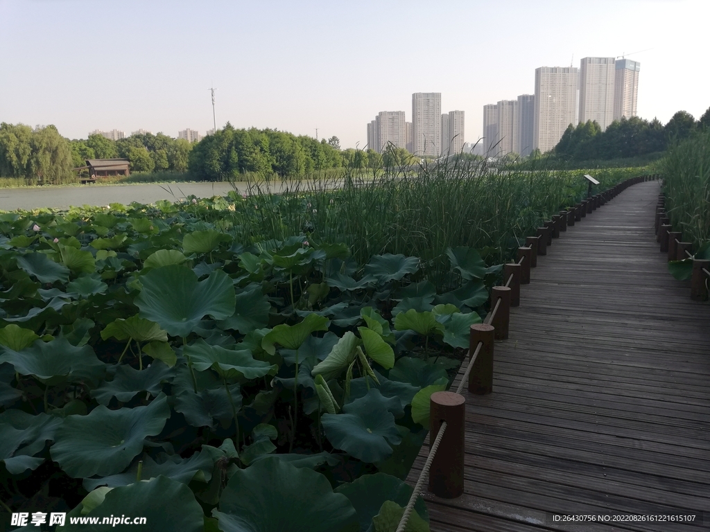 苏州湾湿地公园步道