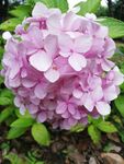 紫色绣球花八仙花紫阳花