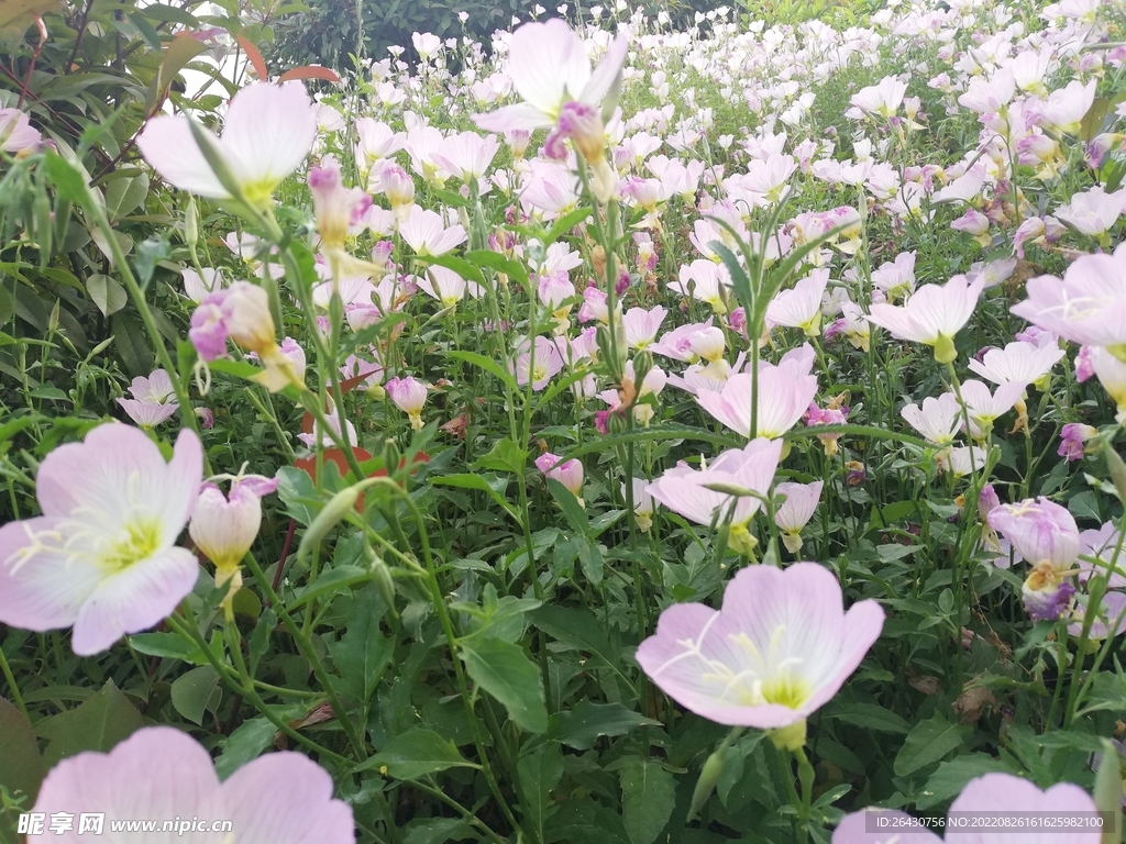 夜来香美丽月见草