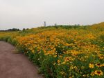 黑心金光菊