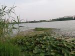 苏州澹台湖湿地公园风光莲花