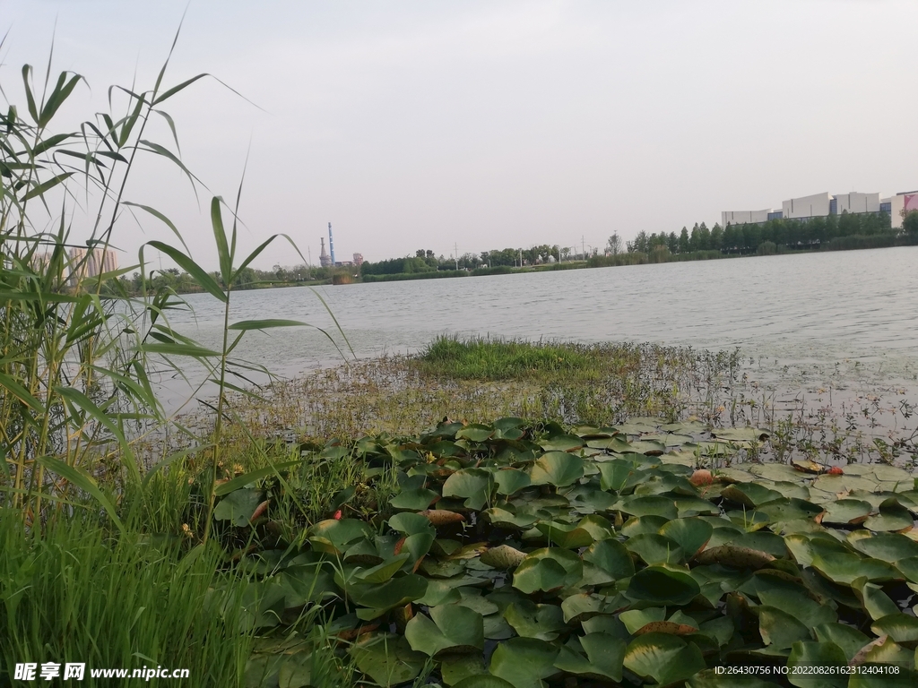 苏州澹台湖湿地公园风光莲花