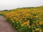 黑心金光菊