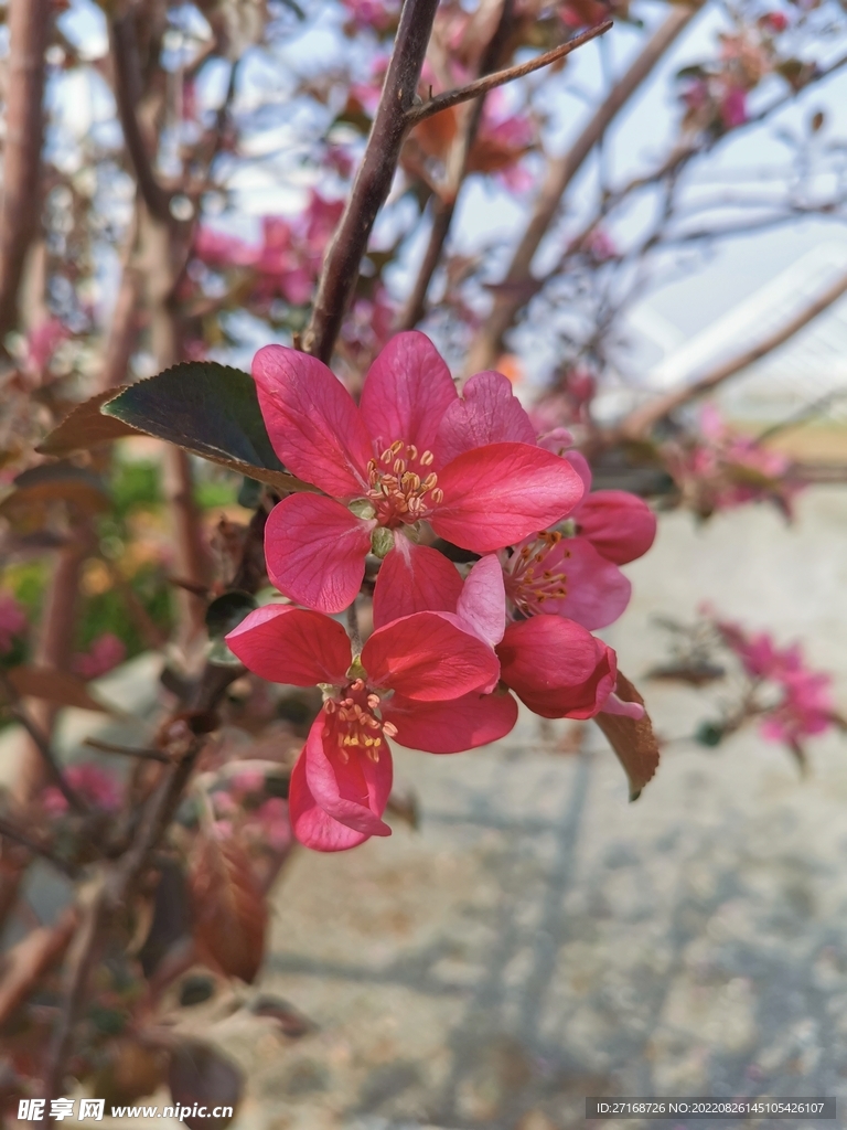 红心苹果花