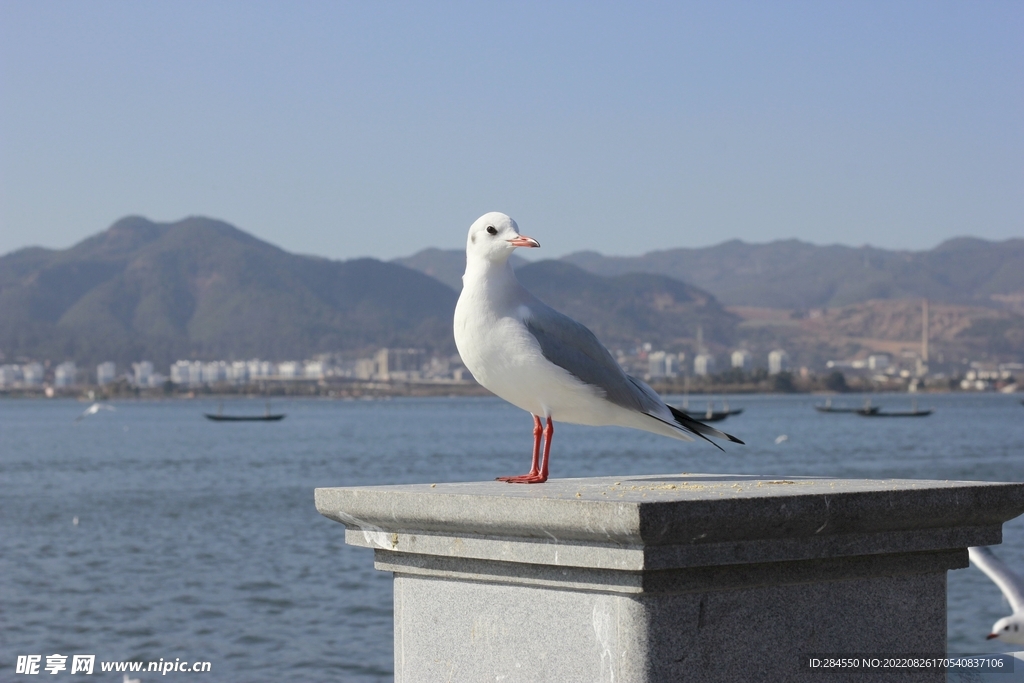 红嘴欧 海欧