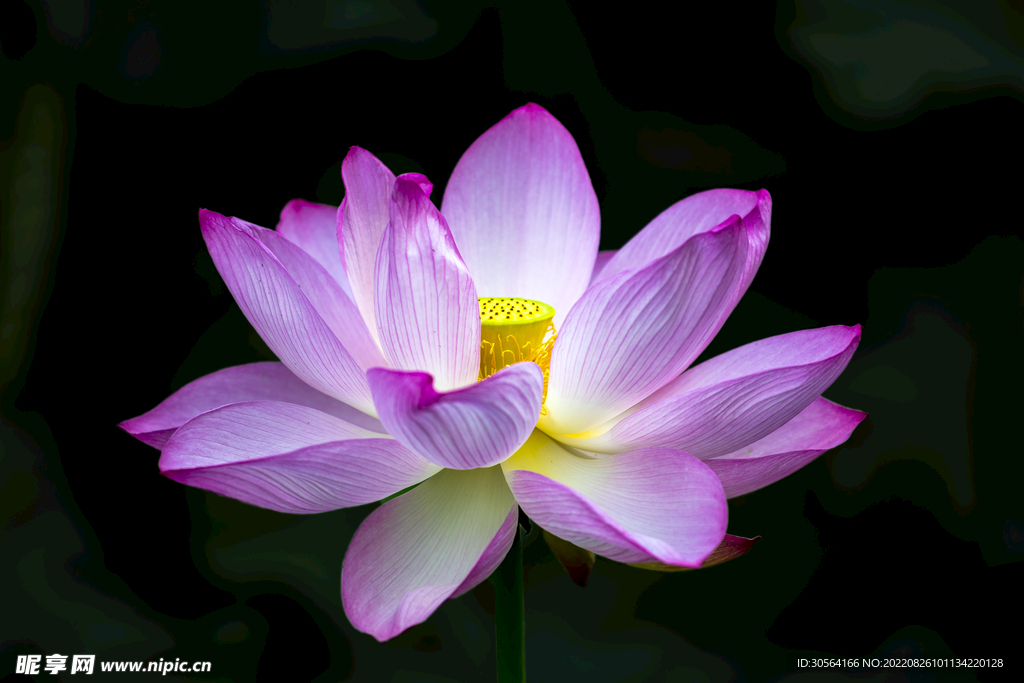 简约莲花花朵