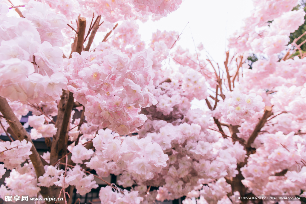 桃花林