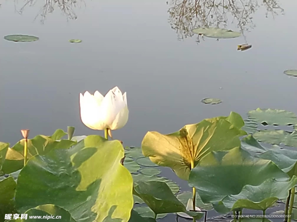 荷花图片