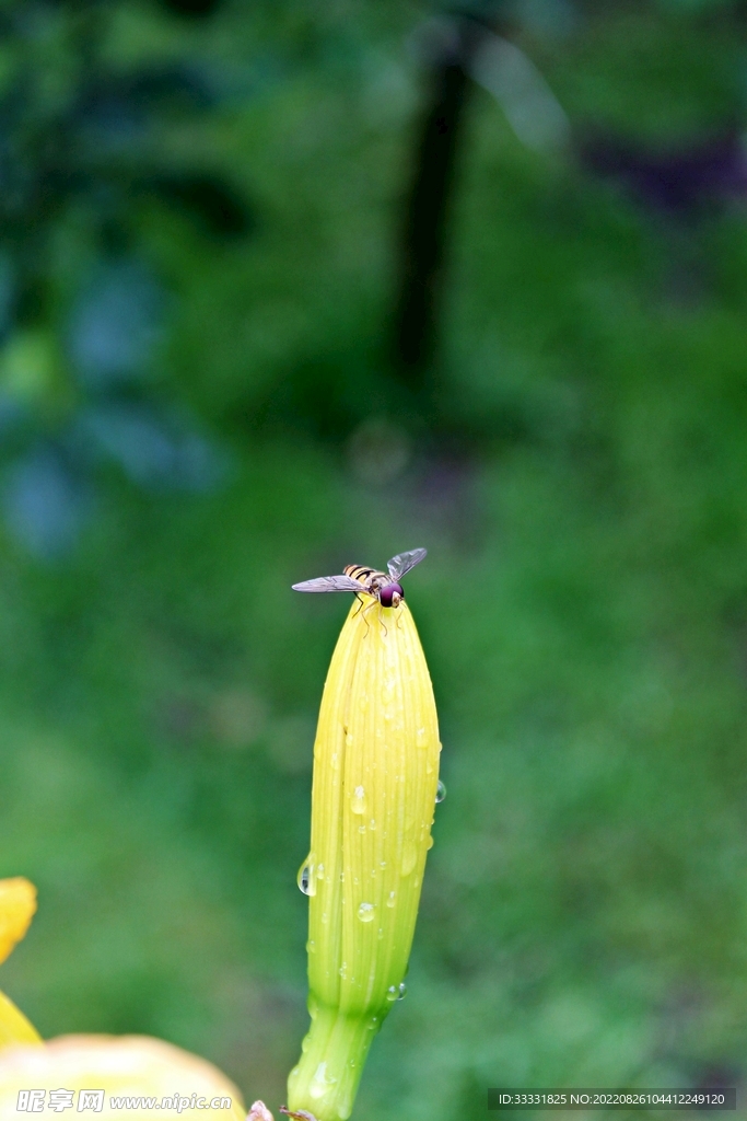 蜜蜂 授粉