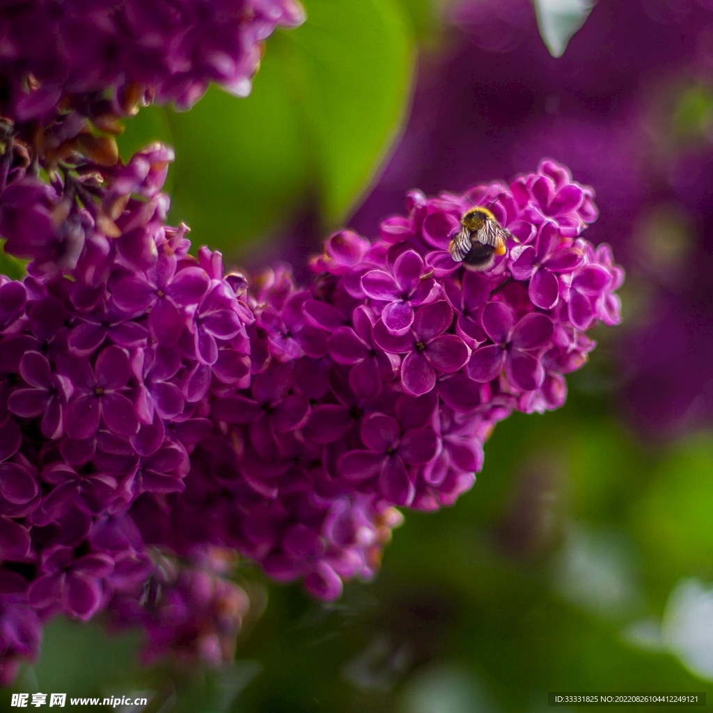 蜜蜂 授粉