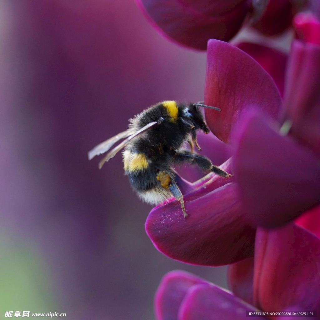 蜜蜂 授粉