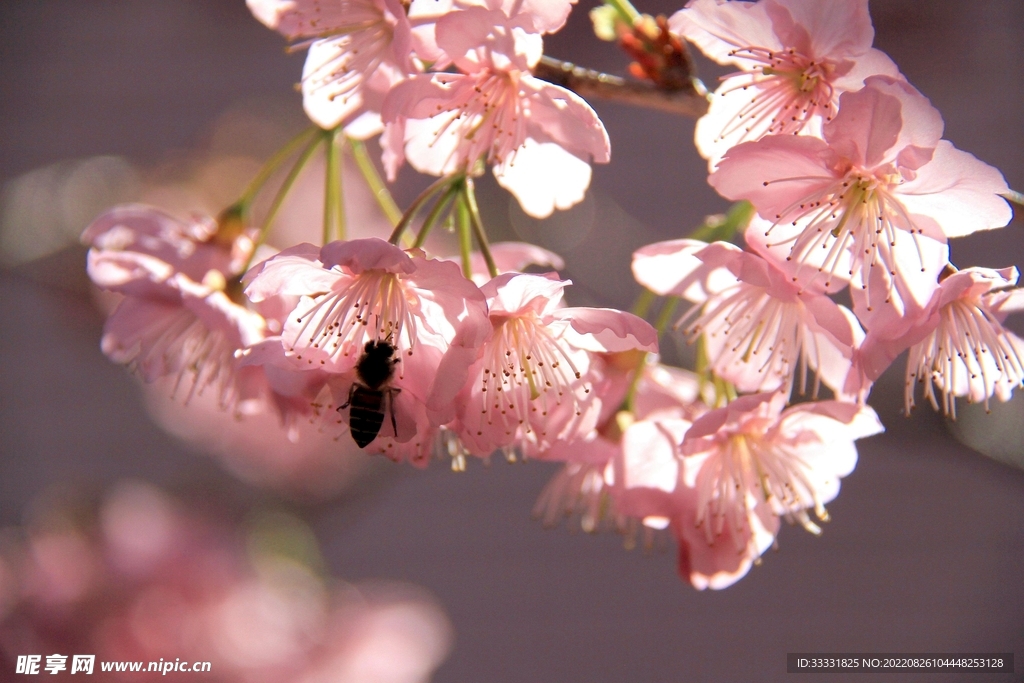 蜜蜂 授粉