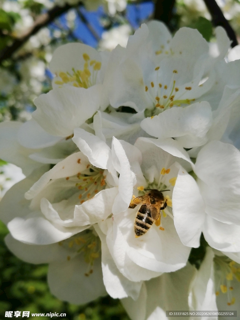 蜜蜂 授粉