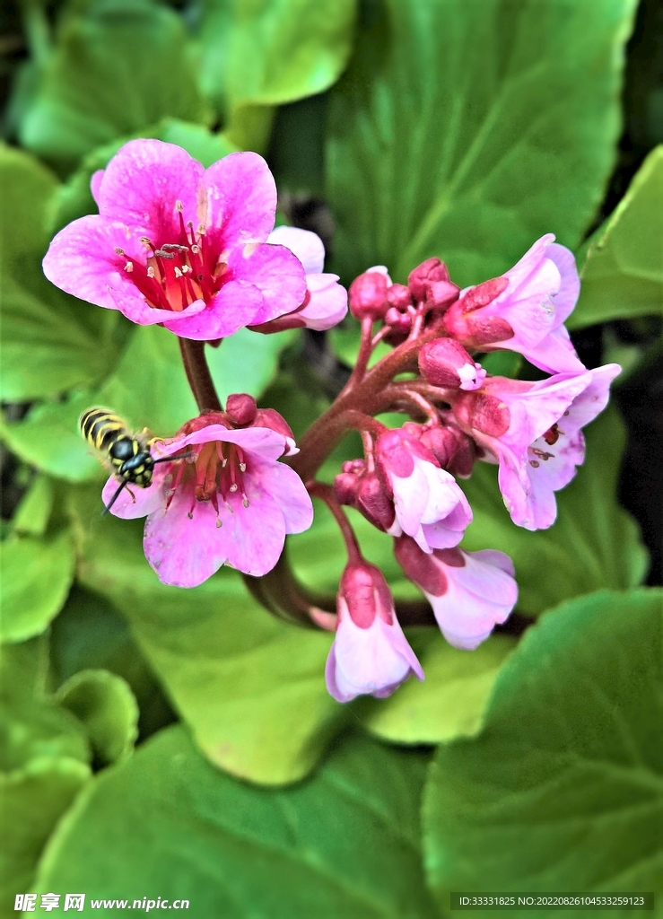 蜜蜂 授粉