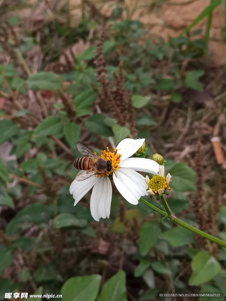 蜜蜂 授粉