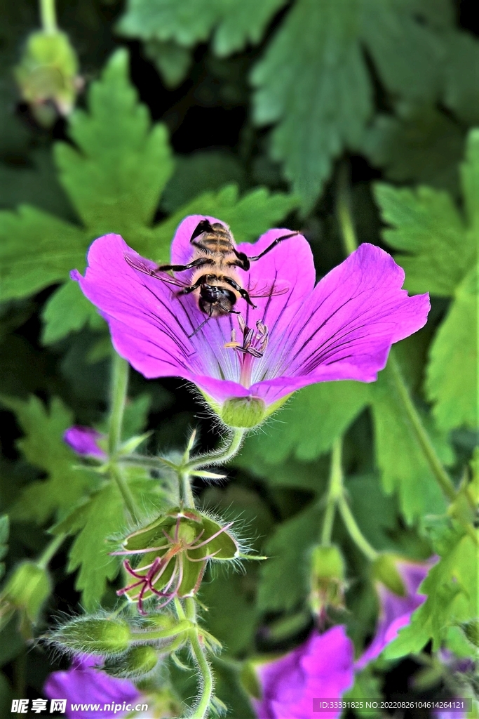 蜜蜂 授粉