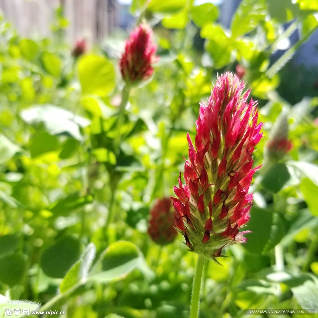 蜜蜂 授粉