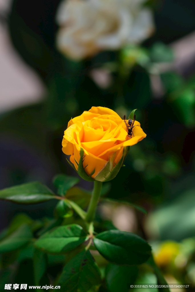 蜜蜂 授粉