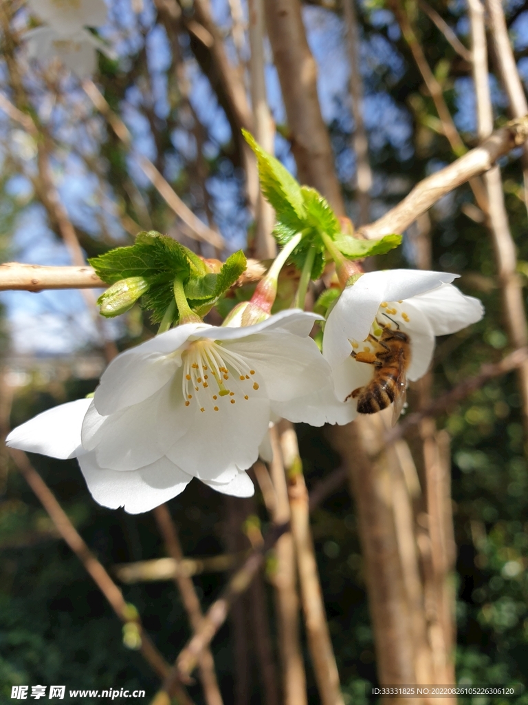 蜜蜂 授粉