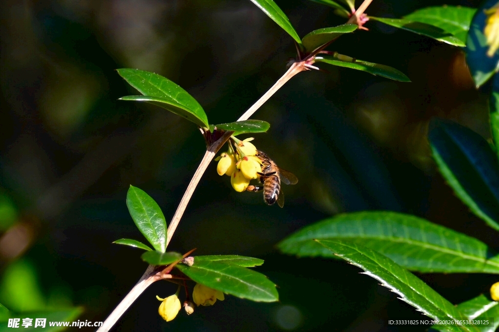 蜜蜂 授粉