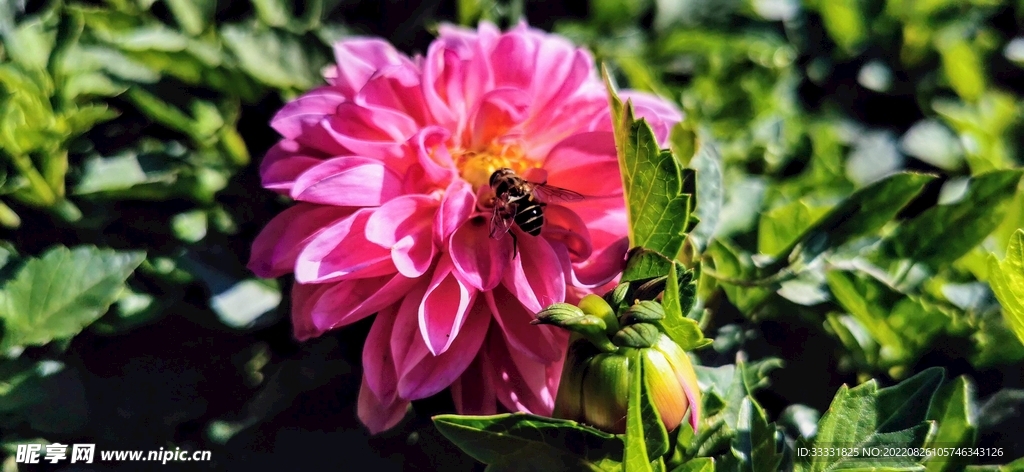 蜜蜂 授粉