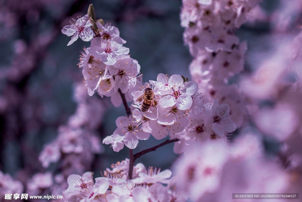 蜜蜂 授粉