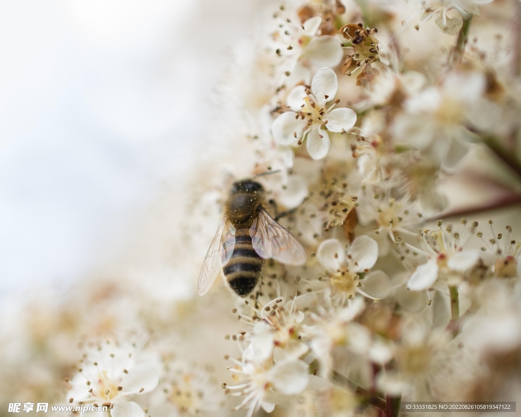 蜜蜂 授粉