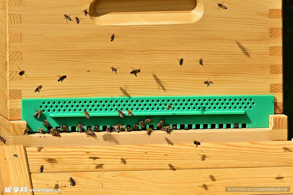 蜜蜂 授粉