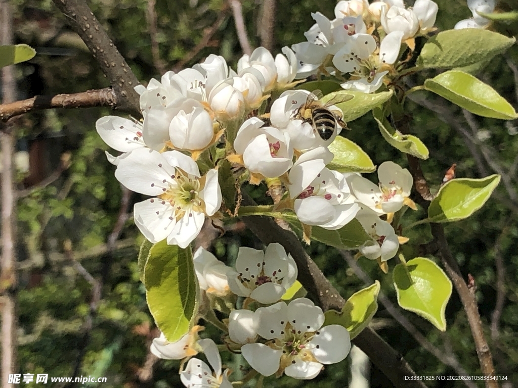 蜜蜂 授粉