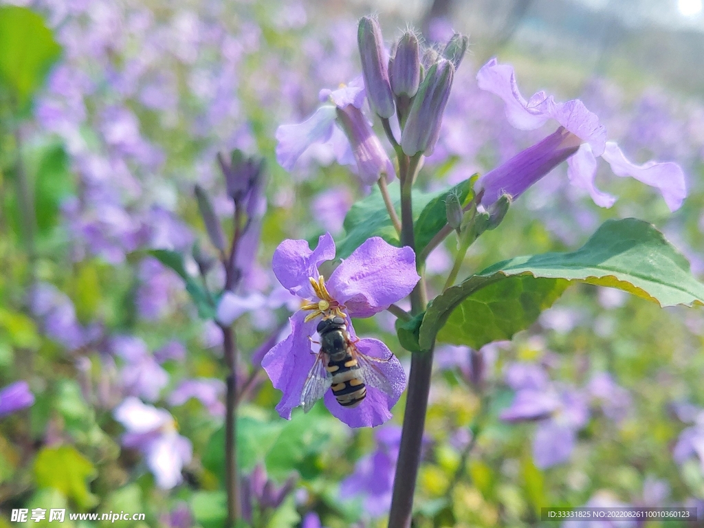 蜜蜂 授粉