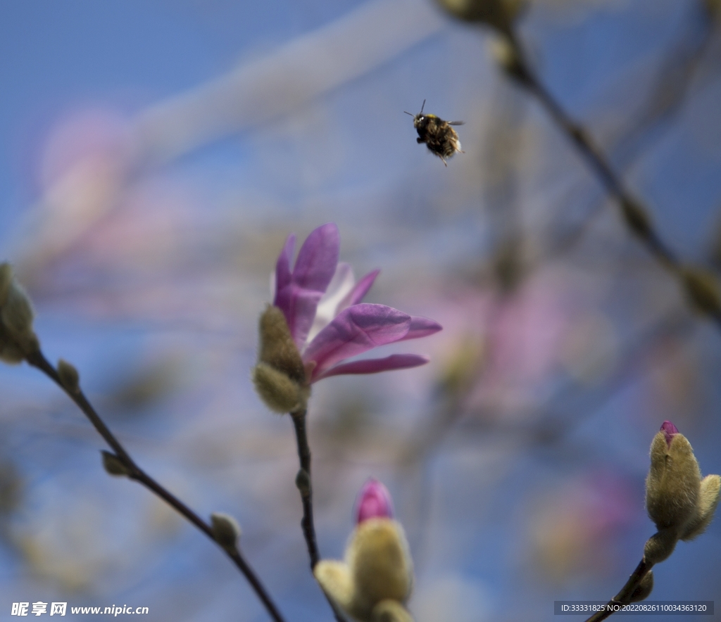 蜜蜂 授粉