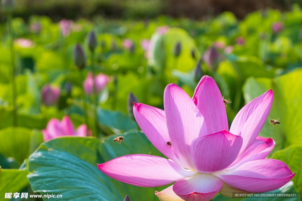 蜜蜂 授粉