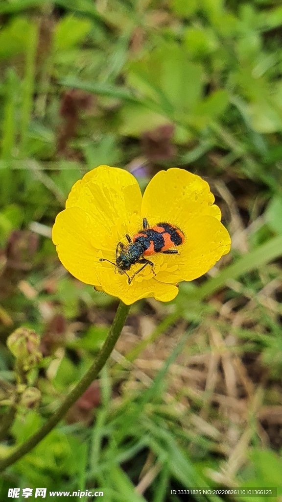 蜜蜂 授粉