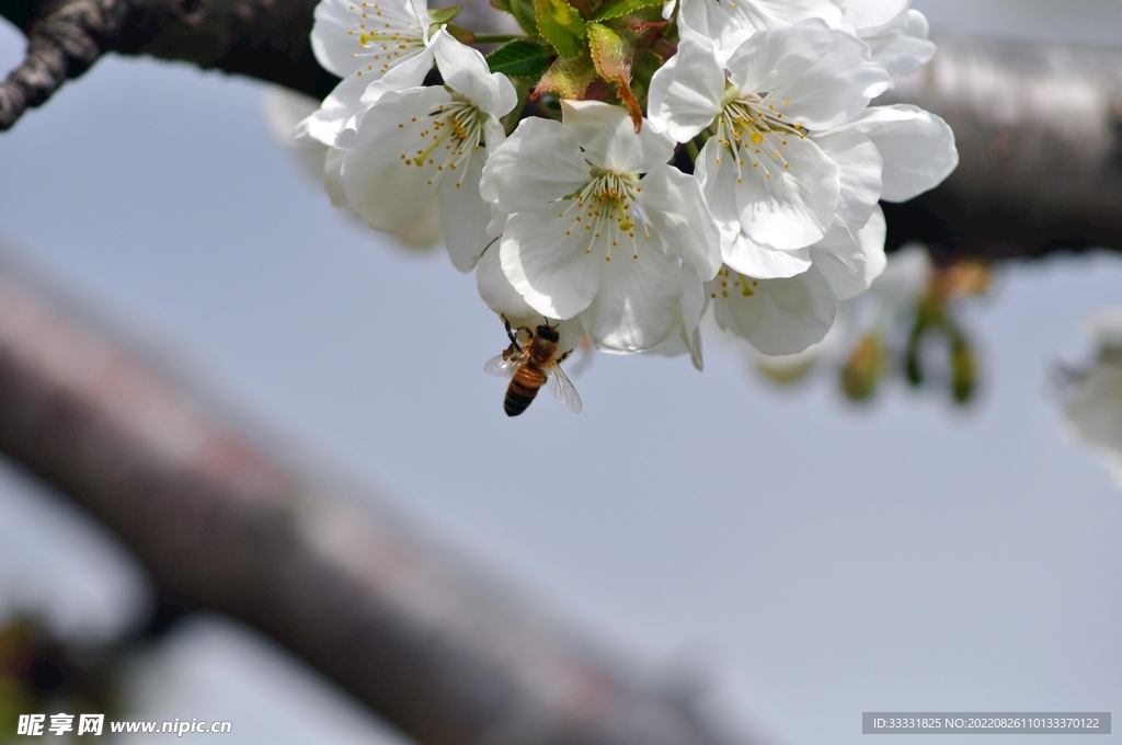 蜜蜂 授粉