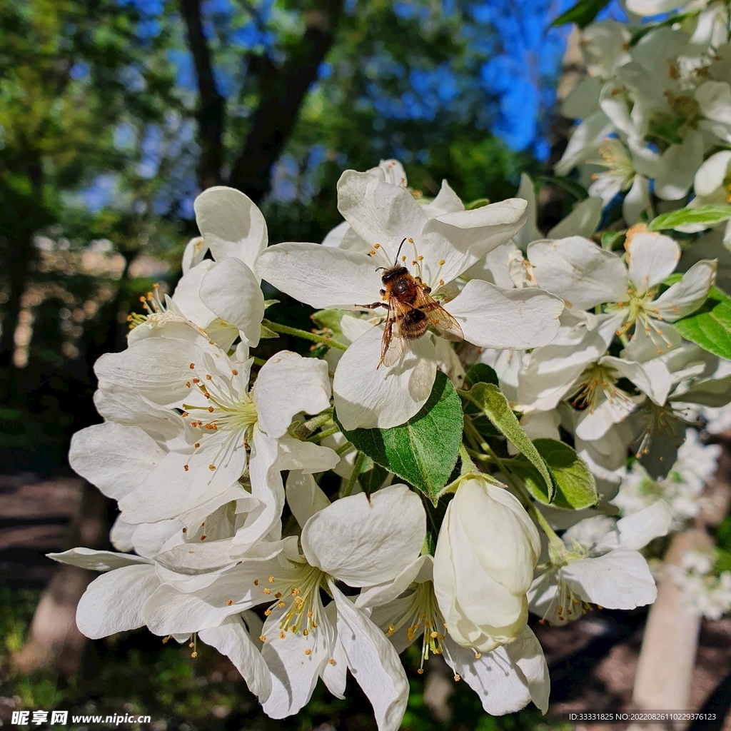 蜜蜂 授粉