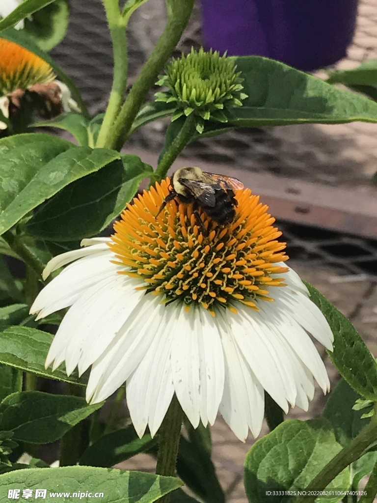 蜜蜂 授粉