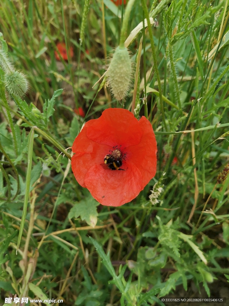 蜜蜂 授粉
