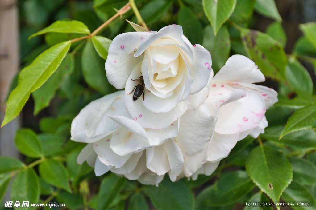 蜜蜂 授粉