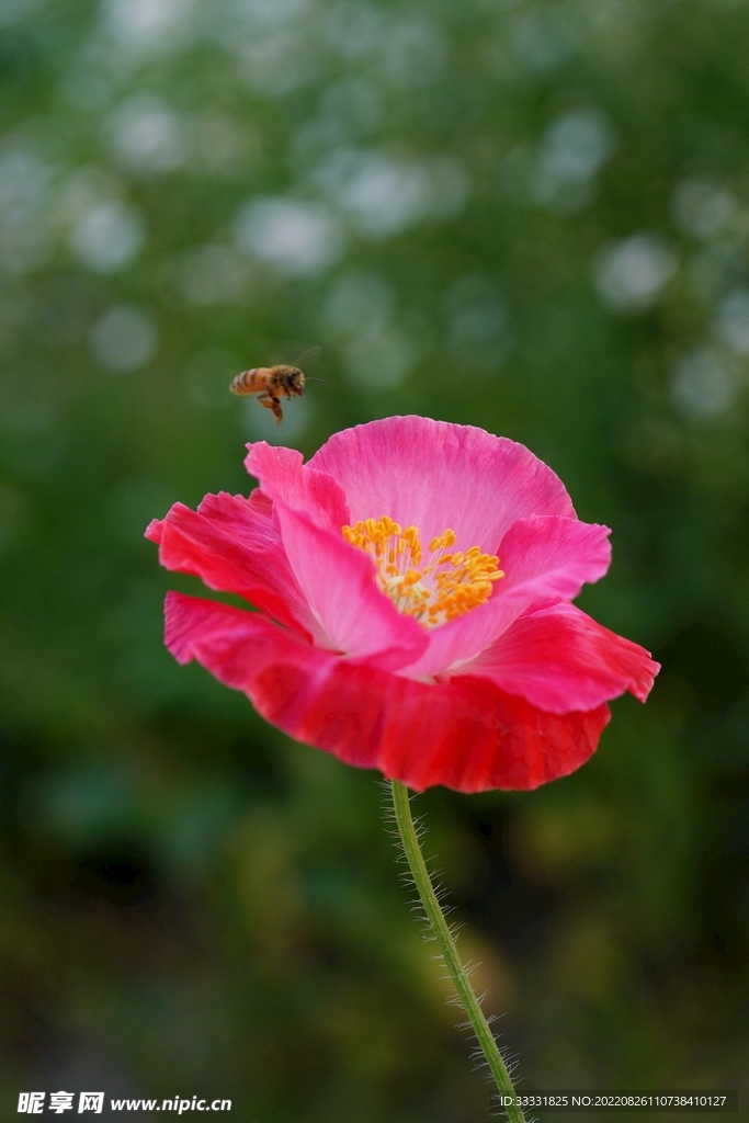 蜜蜂 授粉