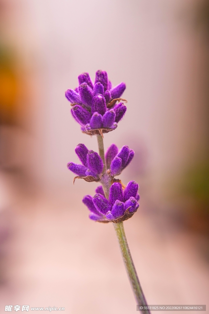蜜蜂 授粉