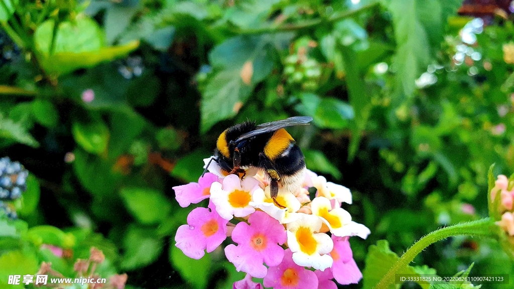 蜜蜂 授粉