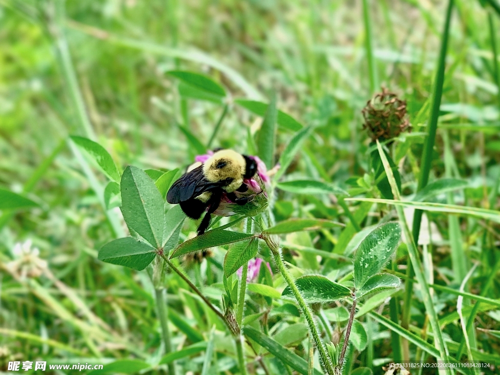 蜜蜂 授粉