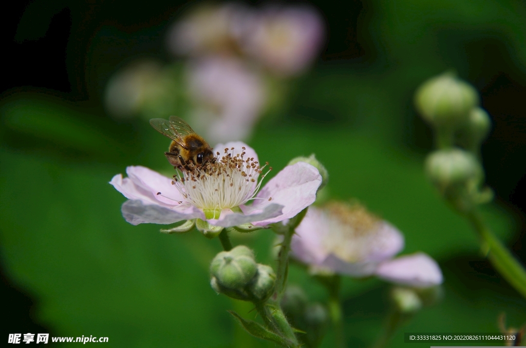 蜜蜂 授粉