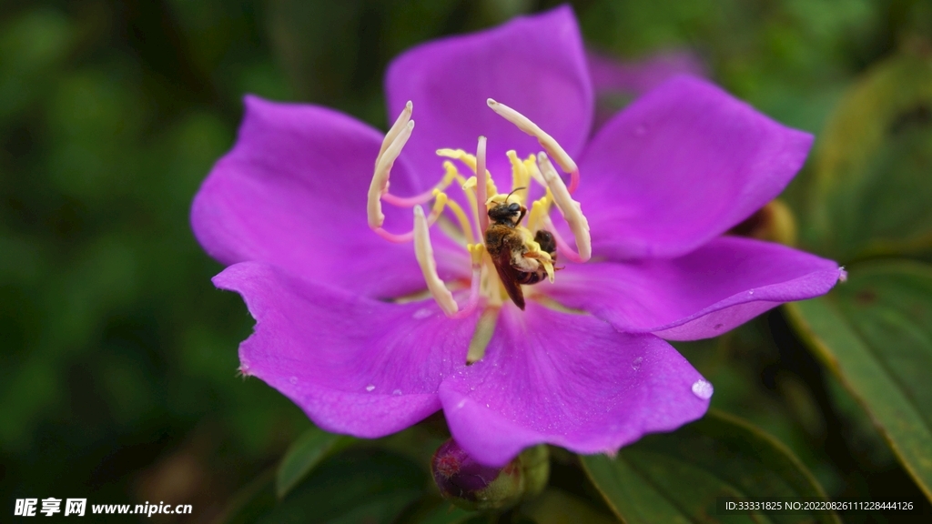 蜜蜂 授粉