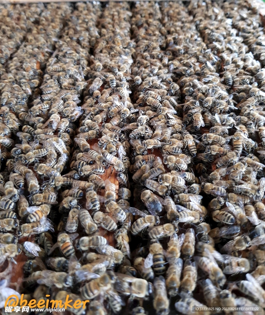 蜜蜂 授粉