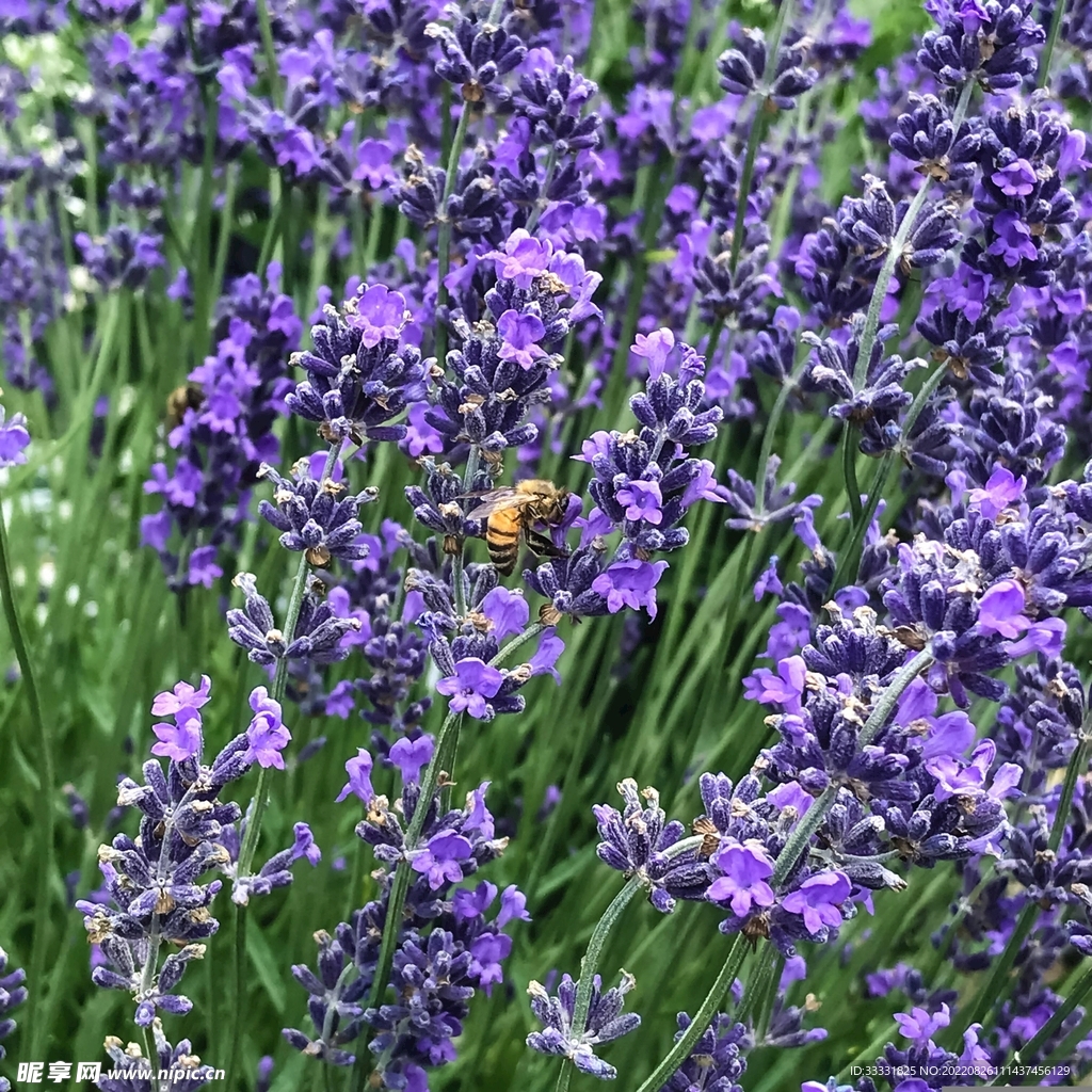 蜜蜂 授粉