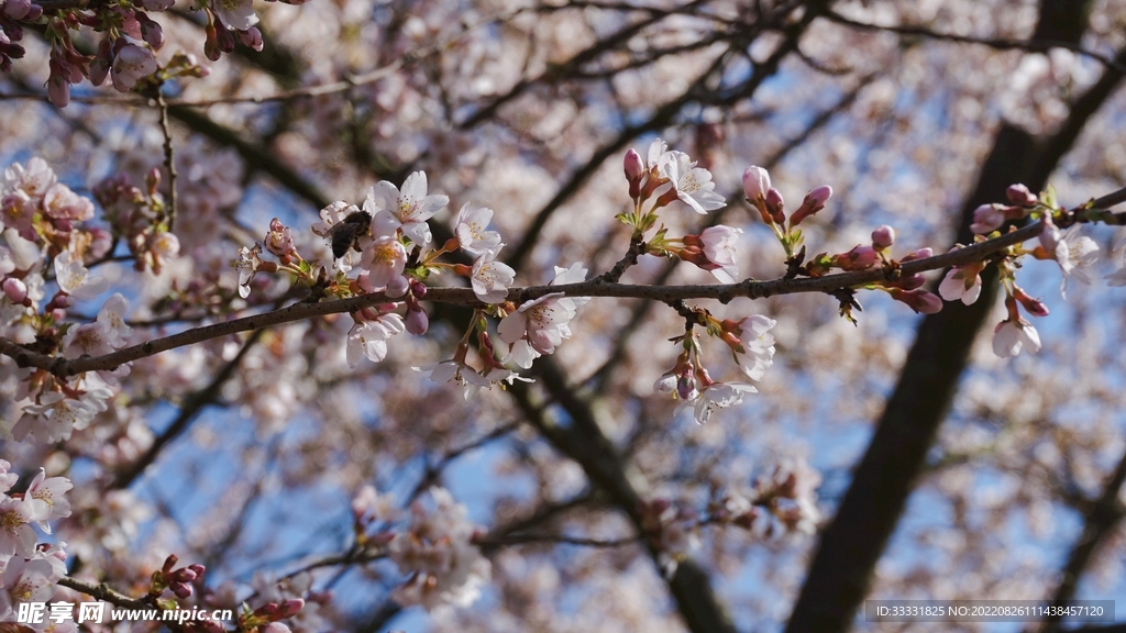 蜜蜂 授粉