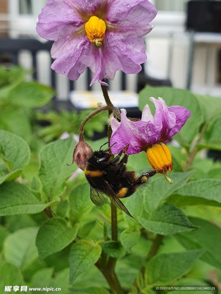 蜜蜂 授粉